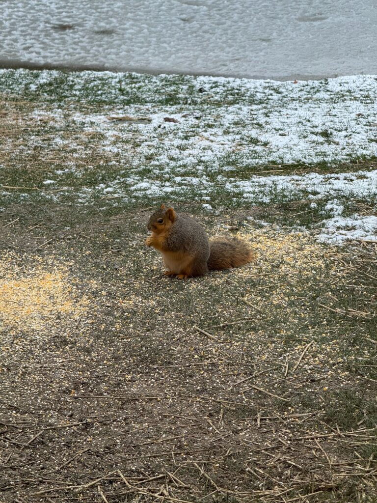 Monroe Squirrel Trapping