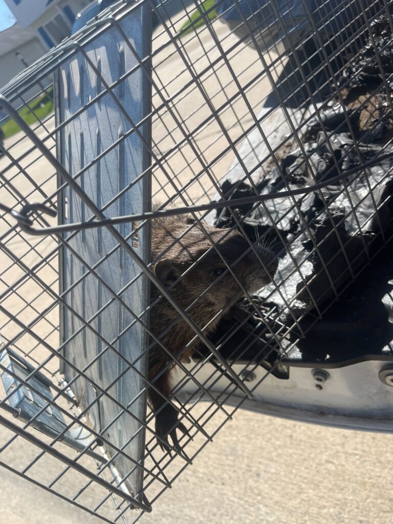 Monroe Squirrel Trapping