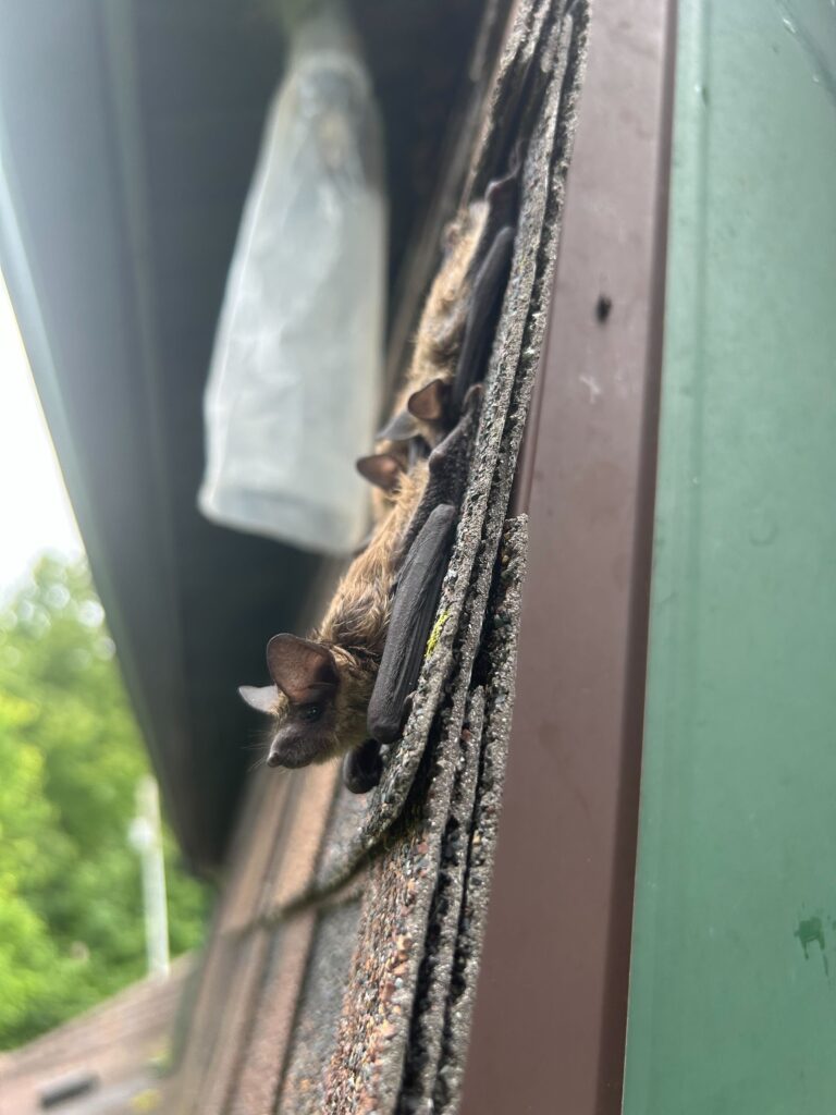 Monroe Squirrel Trapping