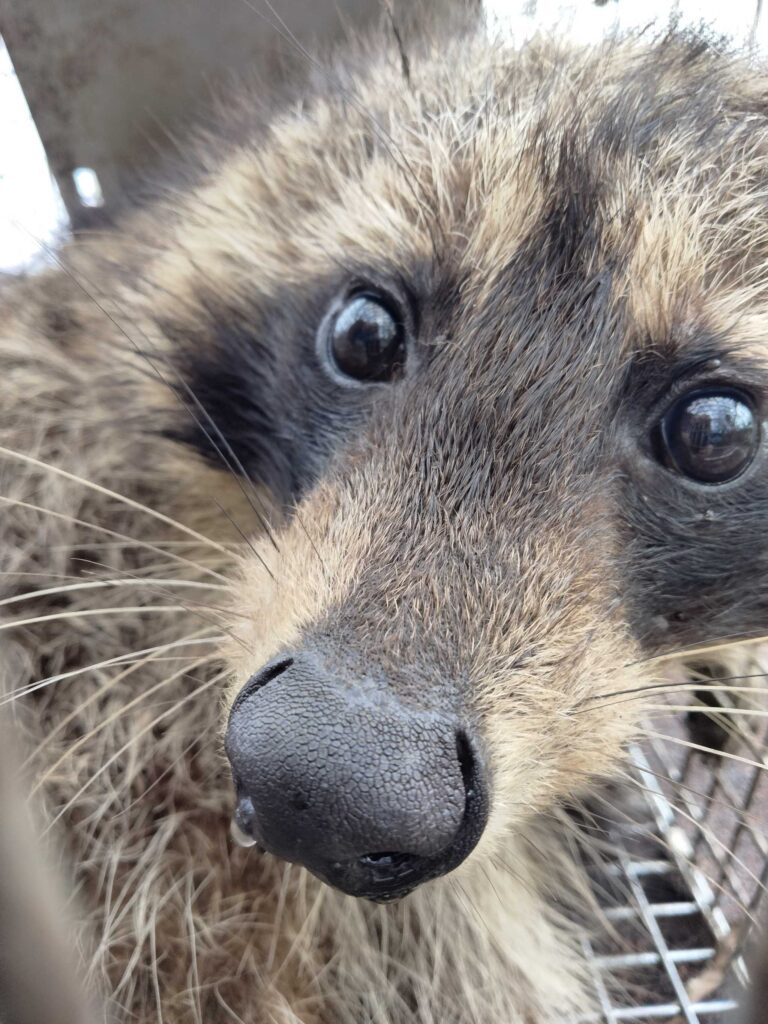 Monroe Squirrel Trapping